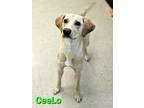 Adopt Fisher a Labrador Retriever, Mixed Breed