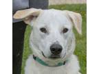 Adopt Indiana a Alaskan Malamute, American Staffordshire Terrier