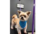 Adopt Gizmo a Shih Tzu