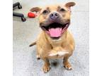 Adopt Hank a Pit Bull Terrier