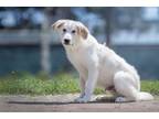 Adopt Po a Great Pyrenees