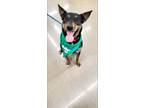 Adopt Meeko a Australian Cattle Dog / Blue Heeler