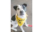 Adopt Ichabod a Catahoula Leopard Dog