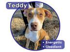 Adopt Teddy a Pit Bull Terrier, Labrador Retriever