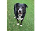 Adopt Mikey a Labrador Retriever, Border Collie