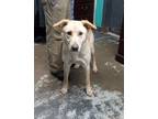 Adopt Barney #596 a Retriever