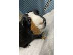 Adopt Richie a Guinea Pig