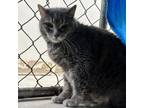 Adopt Raine a Domestic Short Hair