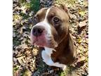 Adopt Duke a American Staffordshire Terrier