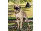 Adopt ACTIVE AXEL a German Shepherd Dog, Great Pyrenees