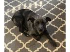 Adopt Gibbs a Australian Cattle Dog / Blue Heeler, Catahoula Leopard Dog