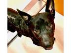 Adopt Tiny Tim 56448 a Australian Kelpie, Pit Bull Terrier