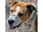 Adopt Bryson a Pit Bull Terrier