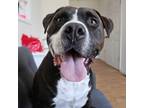 Adopt Vinny a American Staffordshire Terrier