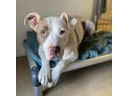 Adopt Turin a Pit Bull Terrier