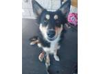 Adopt ROY a Australian Shepherd, Australian Kelpie