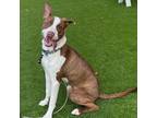 Adopt Rexie - Take My Lead Dog a American Staffordshire Terrier, Pointer