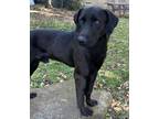 Adopt Dak a Labrador Retriever