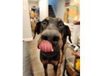 Adopt Tiberius (Located in EDMONTON, AB) a Doberman Pinscher