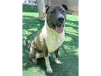 Adopt Diego a Pit Bull Terrier, Labrador Retriever