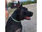 Adopt Charlie JH a Pit Bull Terrier
