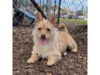 Adopt NICK a Terrier, Mixed Breed