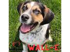 Adopt Wall-E a Saint Bernard