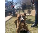 Adopt Ryder a Pit Bull Terrier