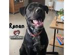 Adopt Ronan a Boxer, Pit Bull Terrier