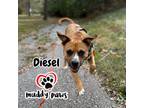 Adopt Diesel a Boxer, Cardigan Welsh Corgi