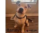 Adopt Barley a Boxer