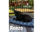 Adopt Renzo a Mastiff, Terrier