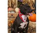 Adopt Danny a Labrador Retriever, Staffordshire Bull Terrier