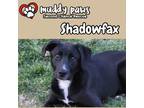 Adopt Shadowfax a Labrador Retriever