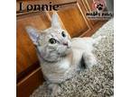 Adopt Lonnie a Tabby