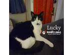 Adopt Lucky a Domestic Short Hair