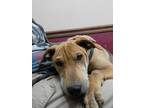 Adopt Mango a Shar-Pei, Catahoula Leopard Dog