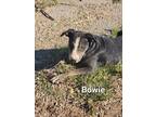 Adopt Bowie a Shar-Pei, Catahoula Leopard Dog