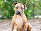 Adopt TURNER a Black Mouth Cur