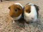 Adopt Courtesy Post: guinea pig pair a Short-Haired