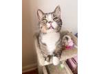 Adopt CHIPMUNK a Tabby, Domestic Short Hair