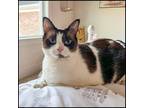 Adopt Charley a Snowshoe