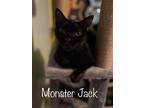 Adopt Monster Jack a Domestic Short Hair