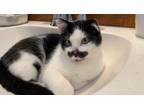 Adopt Wacky a American Shorthair