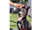 Adopt Ryder the lab! a Black Labrador Retriever, Shepherd