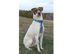 Adopt Rocky - Adoptable a Pointer, Mixed Breed