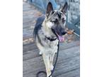 Adopt Freddy a German Shepherd Dog