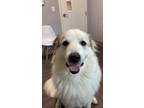 Adopt Larry a Great Pyrenees