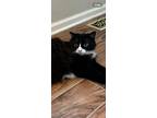 Adopt Sylvester a Domestic Medium Hair