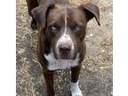 Adopt Kobe #blue-eyed-wonder a American Staffordshire Terrier